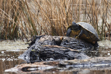 Yellow-bellied slider lays on a swampy log