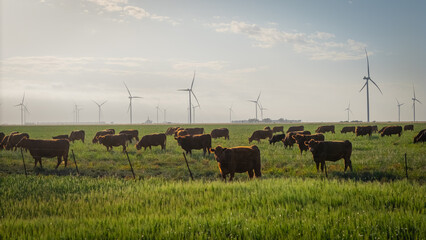 Cattle farming and a wind farm in the same image, showcasing the blend of the future with the...