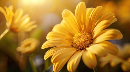 Fototapeta premium A yellow flower with a bright sun shining on it