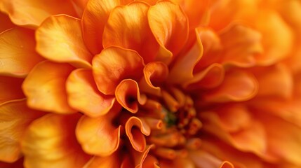 A close up of a flower with a bright orange color