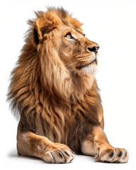 Obraz premium Majestic lion with flowing mane, gazing thoughtfully