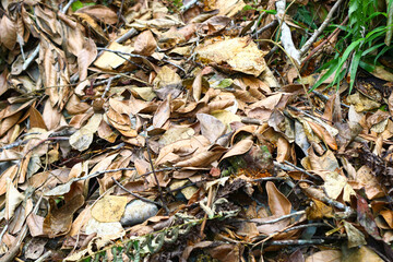 Dried leaves and cut down trees with brown natural color of wood.
Nature background, selective focus.