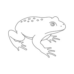 Hand drawn kids drawing Vector illustration green frog flat cartoon isolated