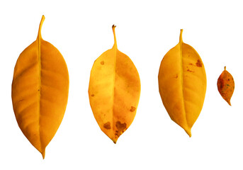 Fagraea fragrans yellow leaves isolated on white background
