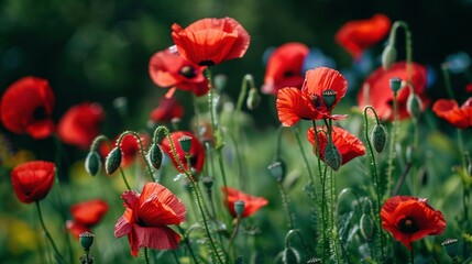 Obraz premium Poppy Flower Wonderland: A Scenic Nature Background of a Blooming Meadow