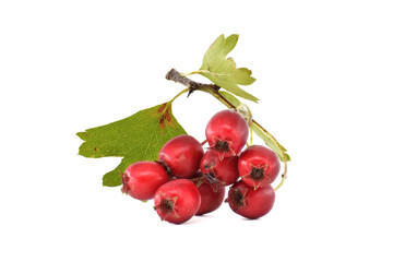 Red common hawthorn berries with green leaves isolated on a white background