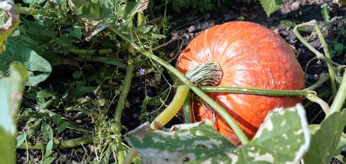 Pumpkin in the farmer's field, fall pumpkin harvest.