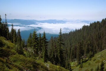View of Cascade Mountain Range wreathed in clouds from a high vantage point on Mt Hood, with a dense pine woodland in the foreground. 