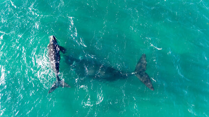 Southern right whale (Eubalaena australis) and her calf near the coast of Puerto Madryn, in the province of Chubut, Argentina. Drone top-down view. © Jacob Spencer