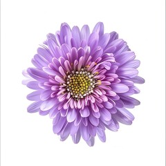 Aster Flower isolated on white background,