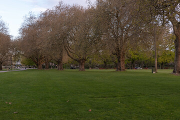 Obraz premium Open Park with Mature Trees in Early Spring