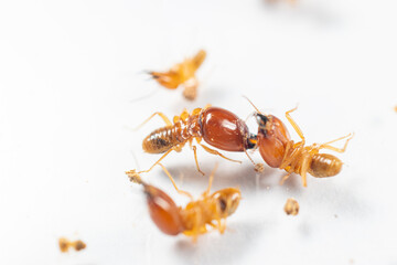 Close up of the Small termite in Petri dish glass for education in Laboratory.