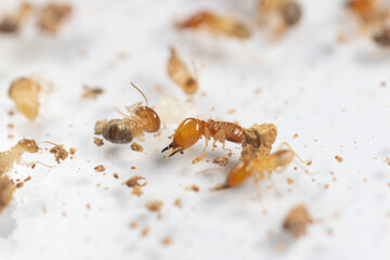Close up of the Small termite in Petri dish glass for education in Laboratory.
