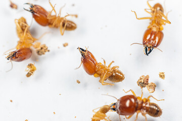 Close up of the Small termite in Petri dish glass for education in Laboratory.