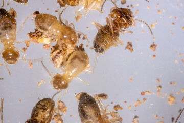 Close up of the Small termite in Petri dish glass for education in Laboratory.
