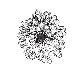 Сloseup Dahlia flower. Aster or chrysanthemum sketch. A lush flower. The hand drawing is realistic on Black and white outline illustration isolated on white background.