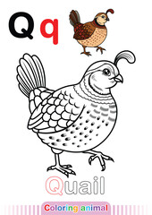 Coloring Page Quail. Letter Q