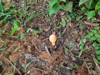 Cyptotrama asprata. Its other names aspratum,  golden scruffy collybia, and  spiny woodknight. This  is a saprobic species of mushroom in the family Physalacriaceae. 
Orange mushroom. 
