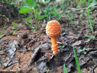 Cyptotrama asprata. Its other names aspratum,  golden scruffy collybia, and  spiny woodknight. This  is a saprobic species of mushroom in the family Physalacriaceae. 
Orange mushroom. 
