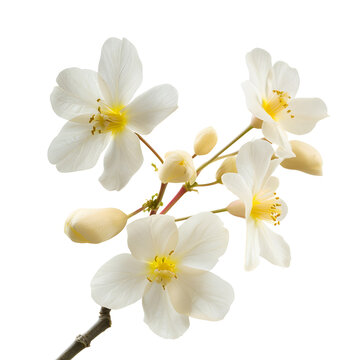 Winter jasmine flower isolated on transparent background
