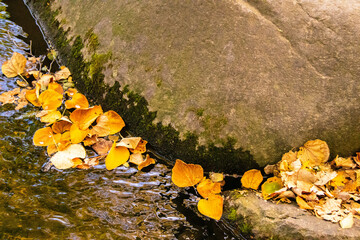 枯葉の流れる水辺