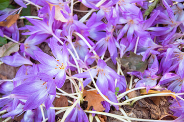 コルチカムと枯葉