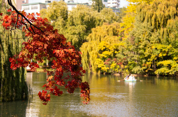 秋の公園でボートを楽しむ