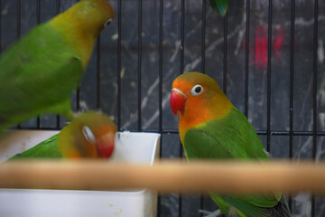 The Vibrantly Colored Lovebirds Happily Resting Inside Their Comfortable Cage Space