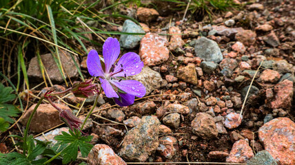 Purple wildflower with morning dew on rocky ground in natural environment