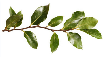 A close-up of a green twig with leaves isolated on a white background.