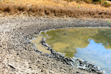 A drying pond reveals muddy, cracked earth along its edges, with murky water remaining, framed by golden grass on the banks