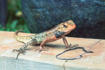 Close-up of a vibrant lizard basking on a stone surface, highlighting its textured skin and sharp claws. Colorful reptile showing unique patterns and spiky scales. Lizard resting on a warm surface