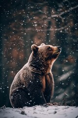 Obraz premium A brown bear seated gracefully in a snow-covered area during an evening snowfall, looking upwards with a sense of calm in a winter wilderness setting.