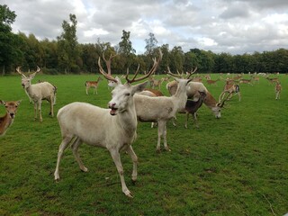 Fototapeta premium Laughing Deer