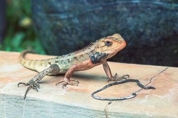 Reptile photography, focusing on a lizard's detailed scales, striking posture. Wild lizard perched on a stone, perfect for nature, wildlife. Wildlife portrait of a lizard blending with its surrounding
