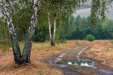 Traveling along forest roads and paths. Walking in nature.