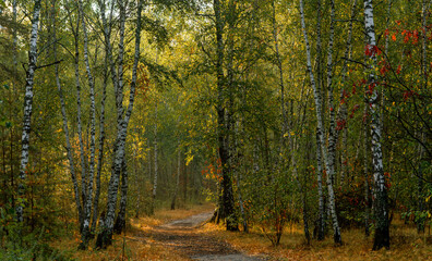 Traveling along forest roads and paths. Walking in nature.