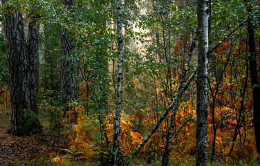Sunbeams breaking through tree branches. Nice autumn morning. Walks in nature.