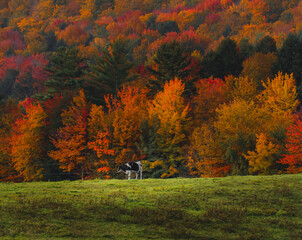 Vermont Farm Fall Foliage Black and White Cow Stands Alone. Green Pasture with Colorful Autumn Season Forest Trees in Background. Rural Family