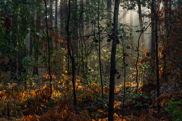 Obraz premium Sunbeams breaking through tree branches. Nice autumn morning. Walks in nature.