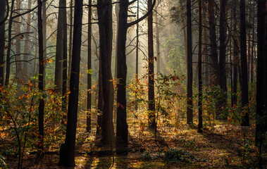 Sunbeams breaking through tree branches. Nice autumn morning. Walks in nature.