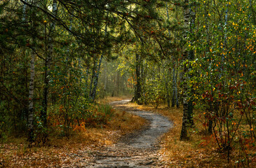 Traveling along forest roads and paths. Walking in nature.