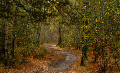 Traveling along forest roads and paths. Walking in nature.
