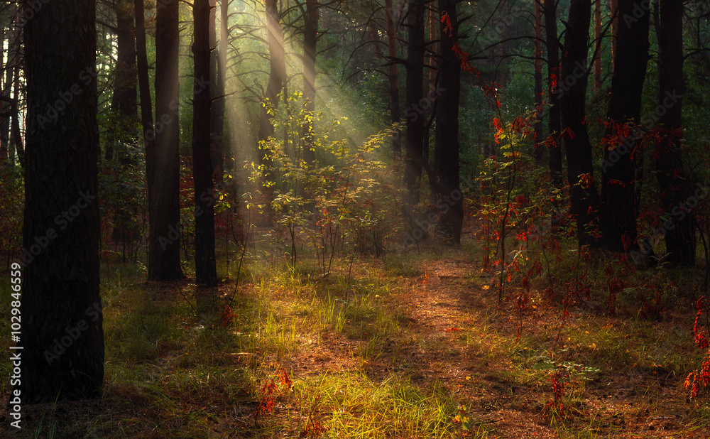 Wall mural Sunbeams breaking through tree branches. Nice autumn morning. Walks in nature.