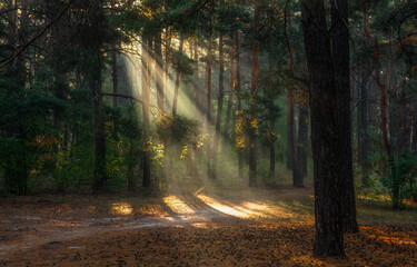 Obraz premium Sunbeams breaking through tree branches. Nice autumn morning. Walks in nature.