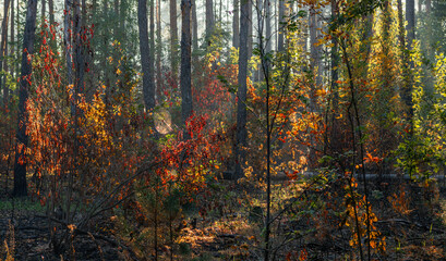 Obraz premium Sunbeams breaking through tree branches. Nice autumn morning. Walks in nature.