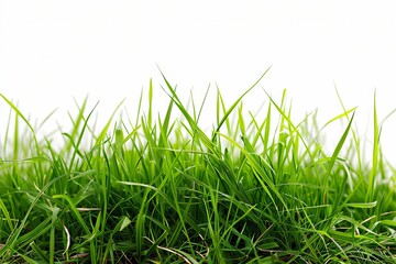 Fototapeta premium Green grass isolated on white background