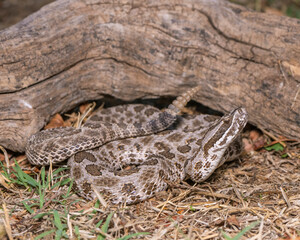 Venomous Western Massasauga Rattlesnake