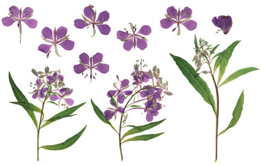 Pressed and dried delicate purple flowers fireweed or willow-herb (epilobium), isolated on white background. For use in scrapbooking, floristry or herbarium.