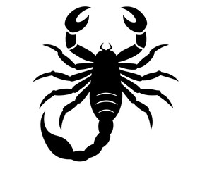 scorpion isolated on white background